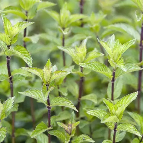 Plant de Menthe Poivrée