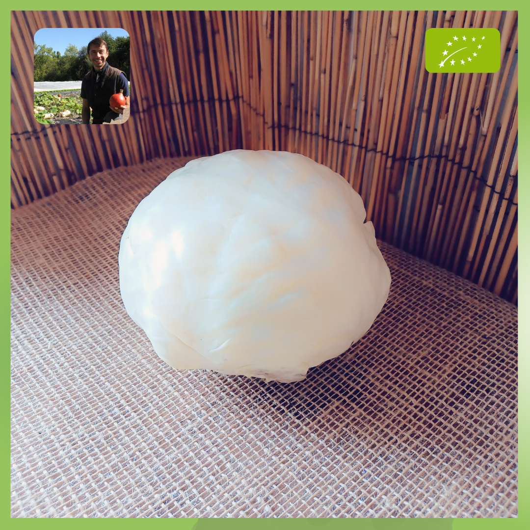 Chou Lisse vert - champ des papilles - 1kg