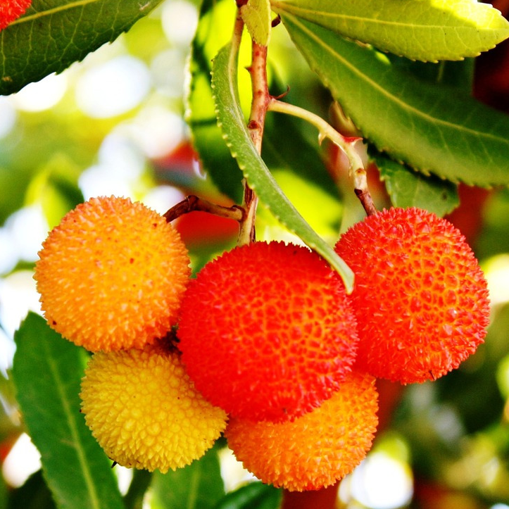 Arbousier (persistant)