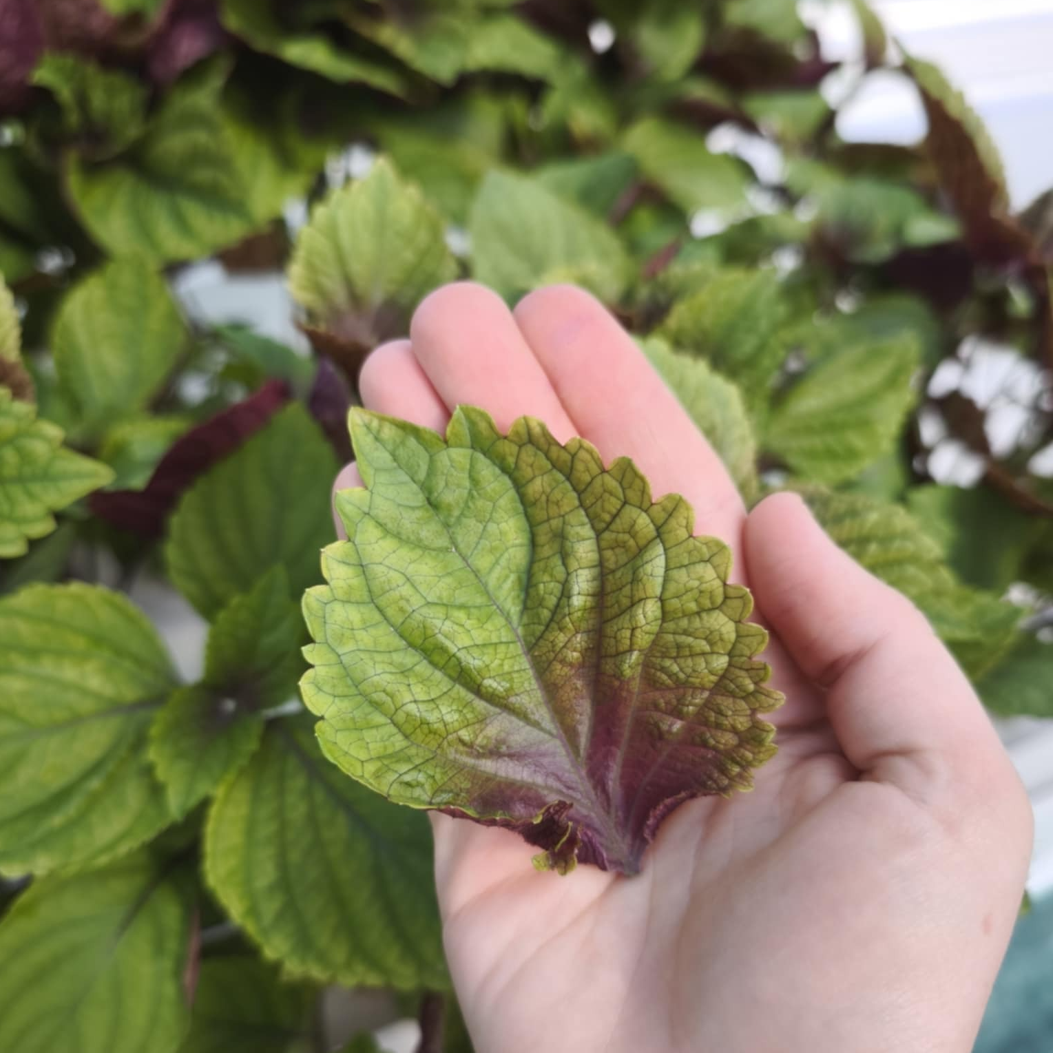 Shiso bicolore (grandes feuilles)