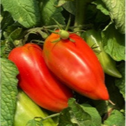 02 ANDINE CORNUE
