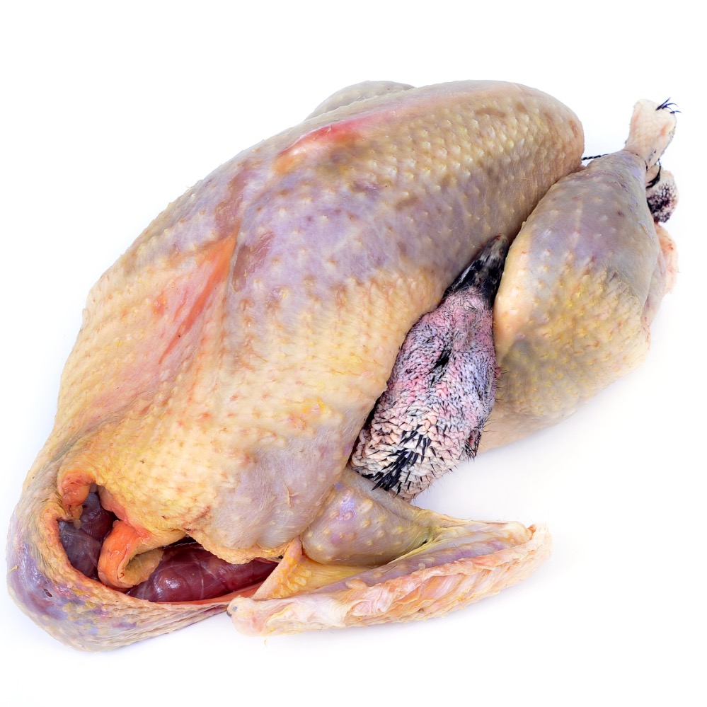 Dinde bronzée d'Amérique