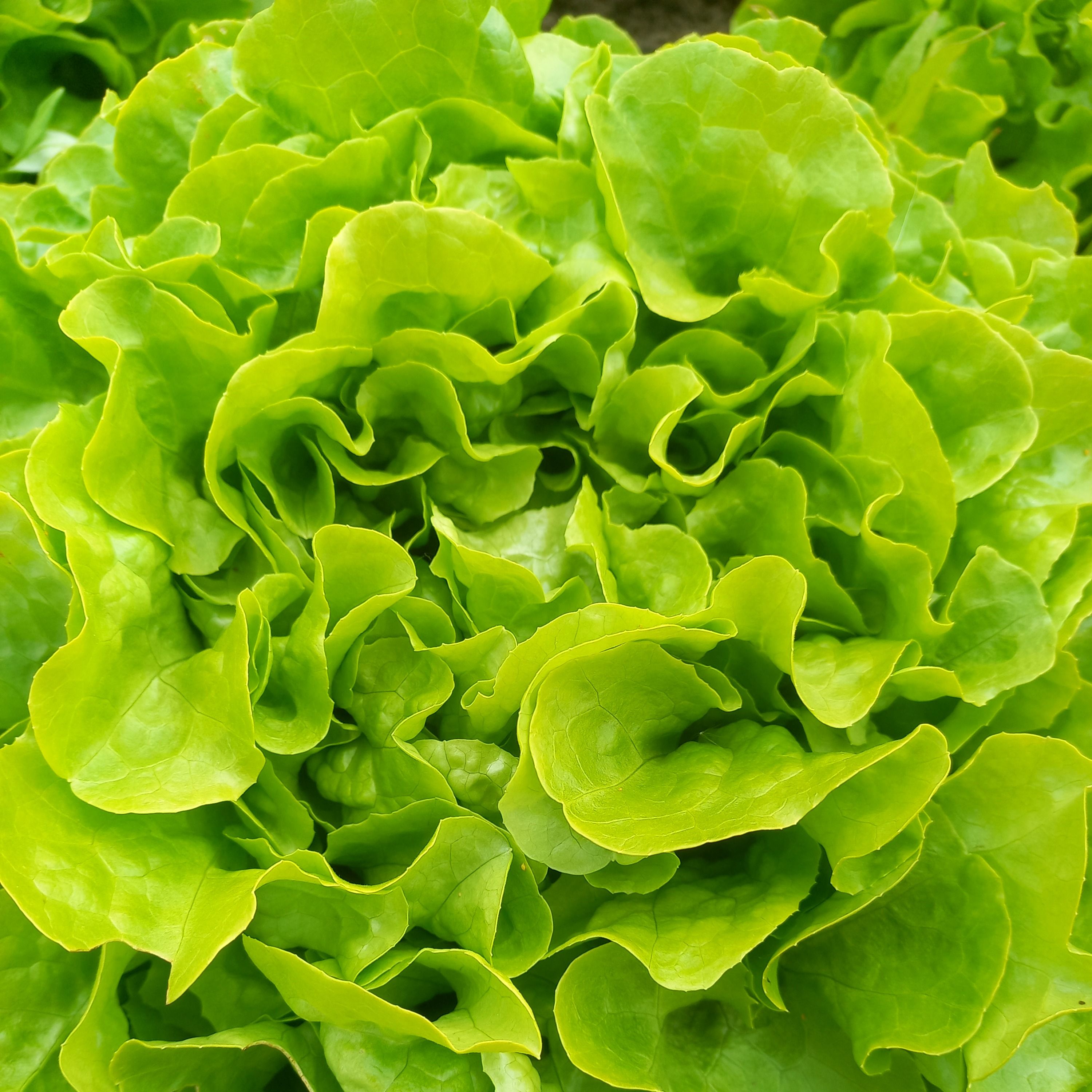 Salade feuille de chêne blonde