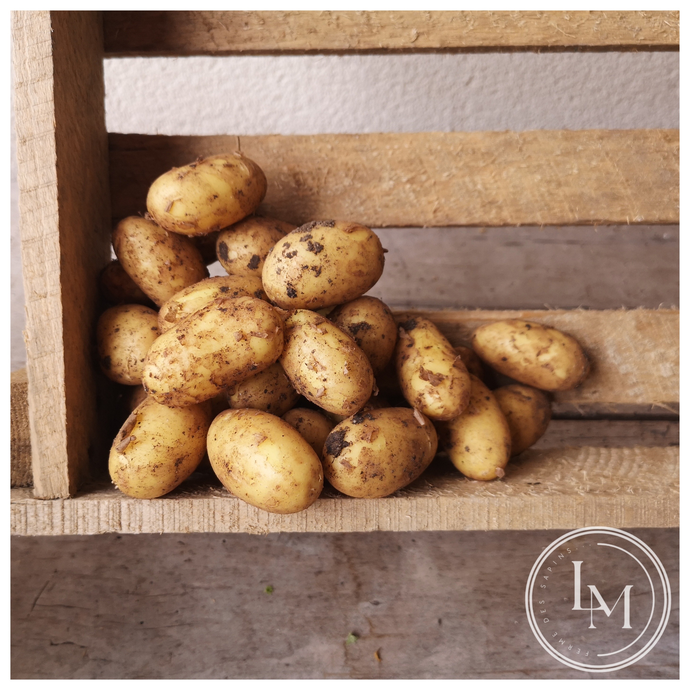 Pomme de terre nouvelle