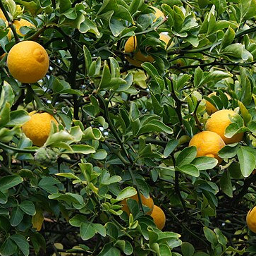 Poncirus / Citronnier du Nord - pot 2,5L