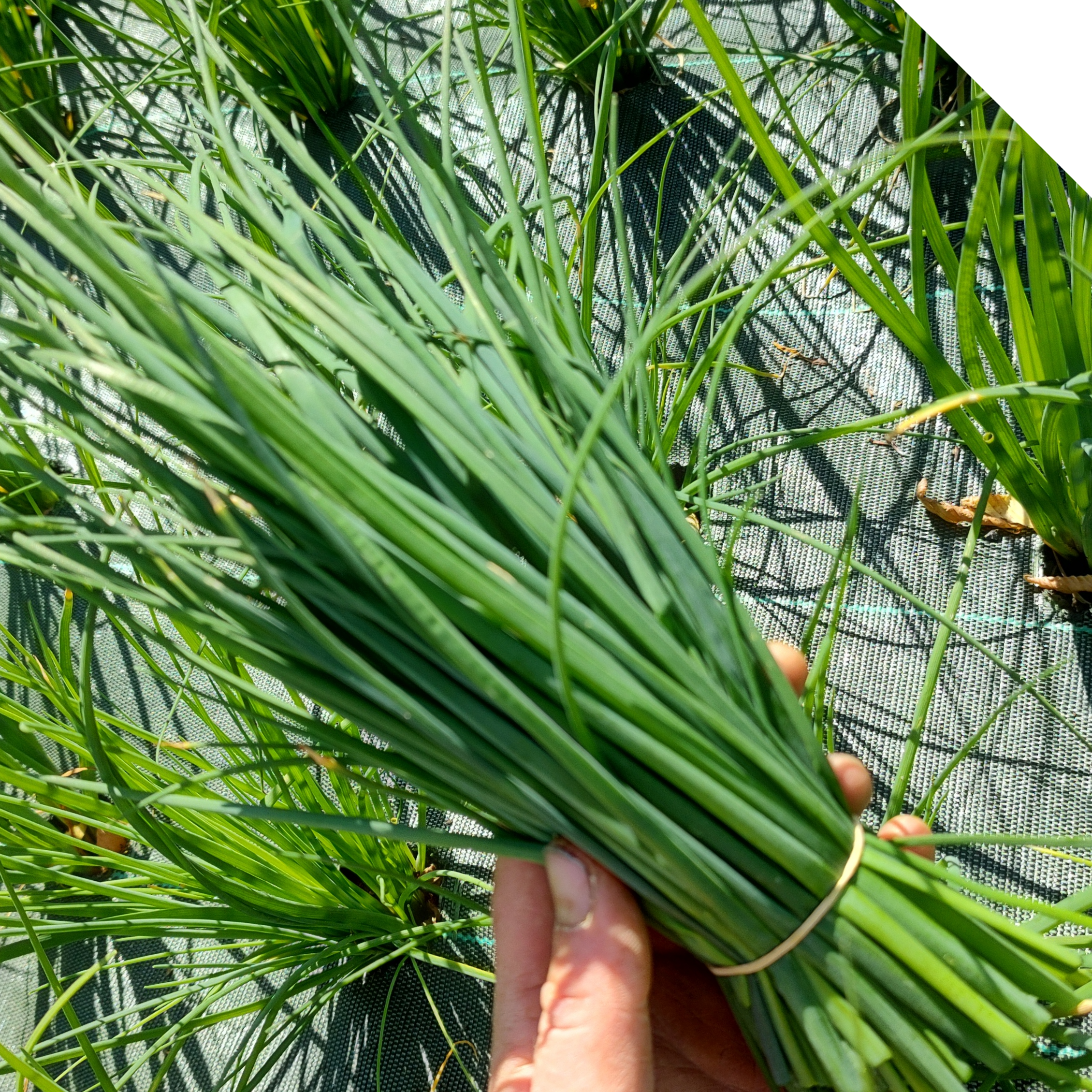 Ciboulette - bouquet