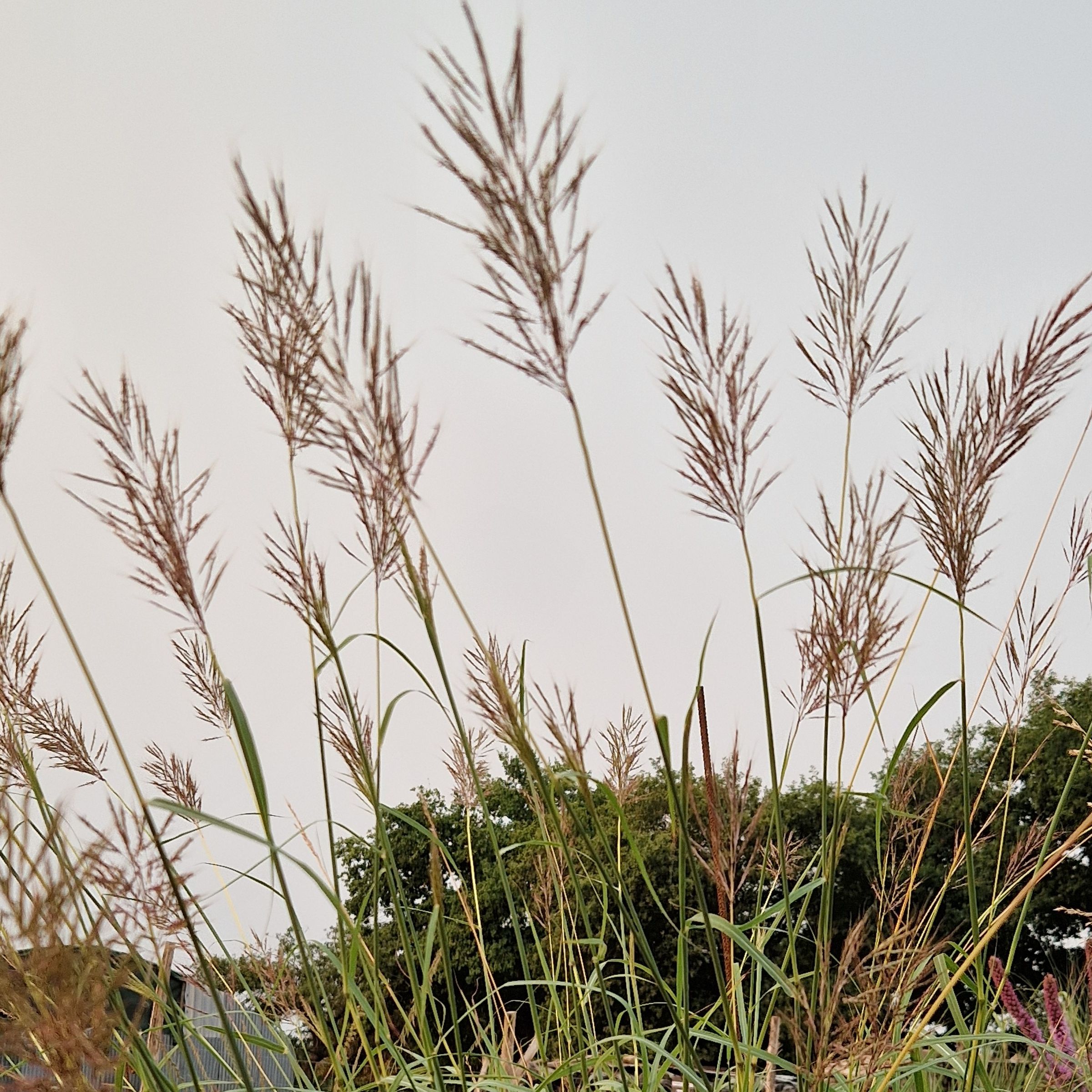 Botriochloa bladhii