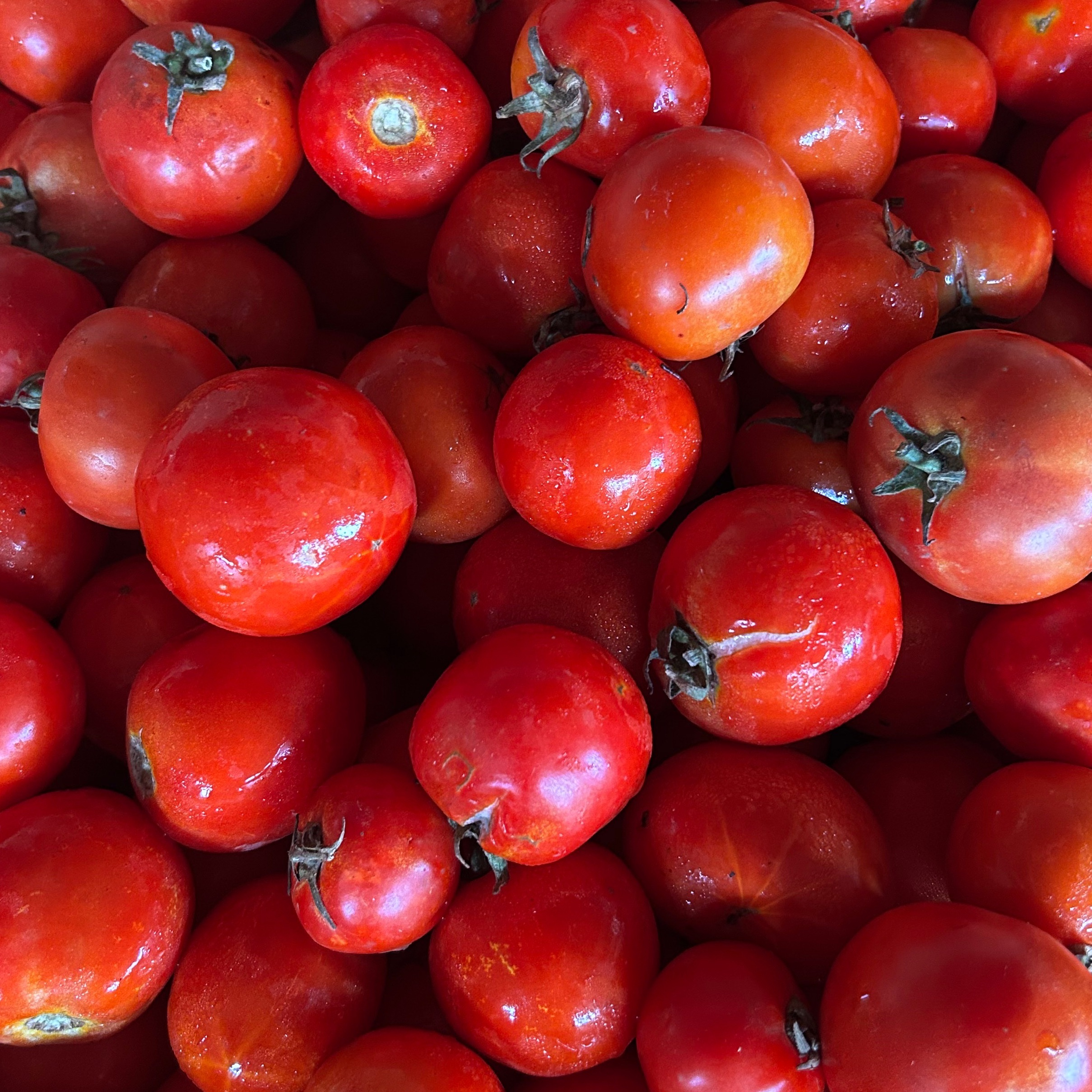 TOMATE RONDE de notre production