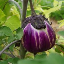 violette de florence