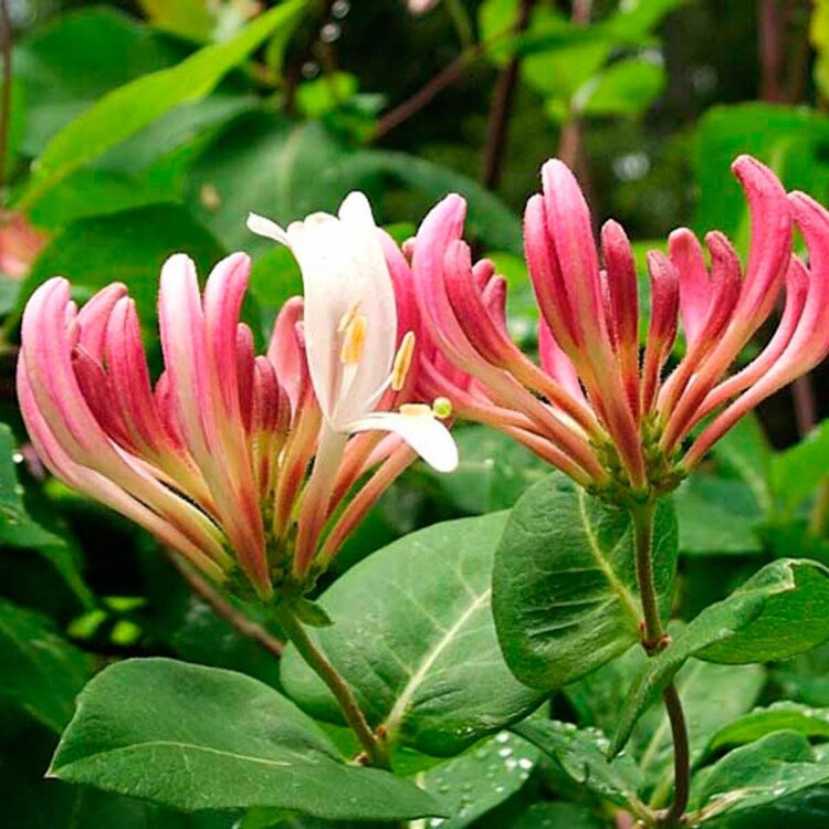 - Chèvrefeuille - Lonicera heckrotii "Gold Flame" - Pot 60/90