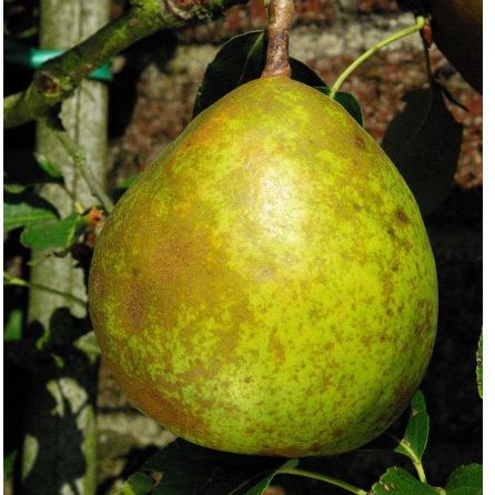 Poirier - Pyrus communis "Beurré Superfin"