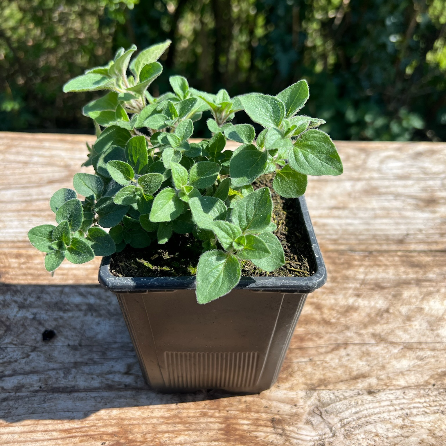 Plant Origan Bio - 650g