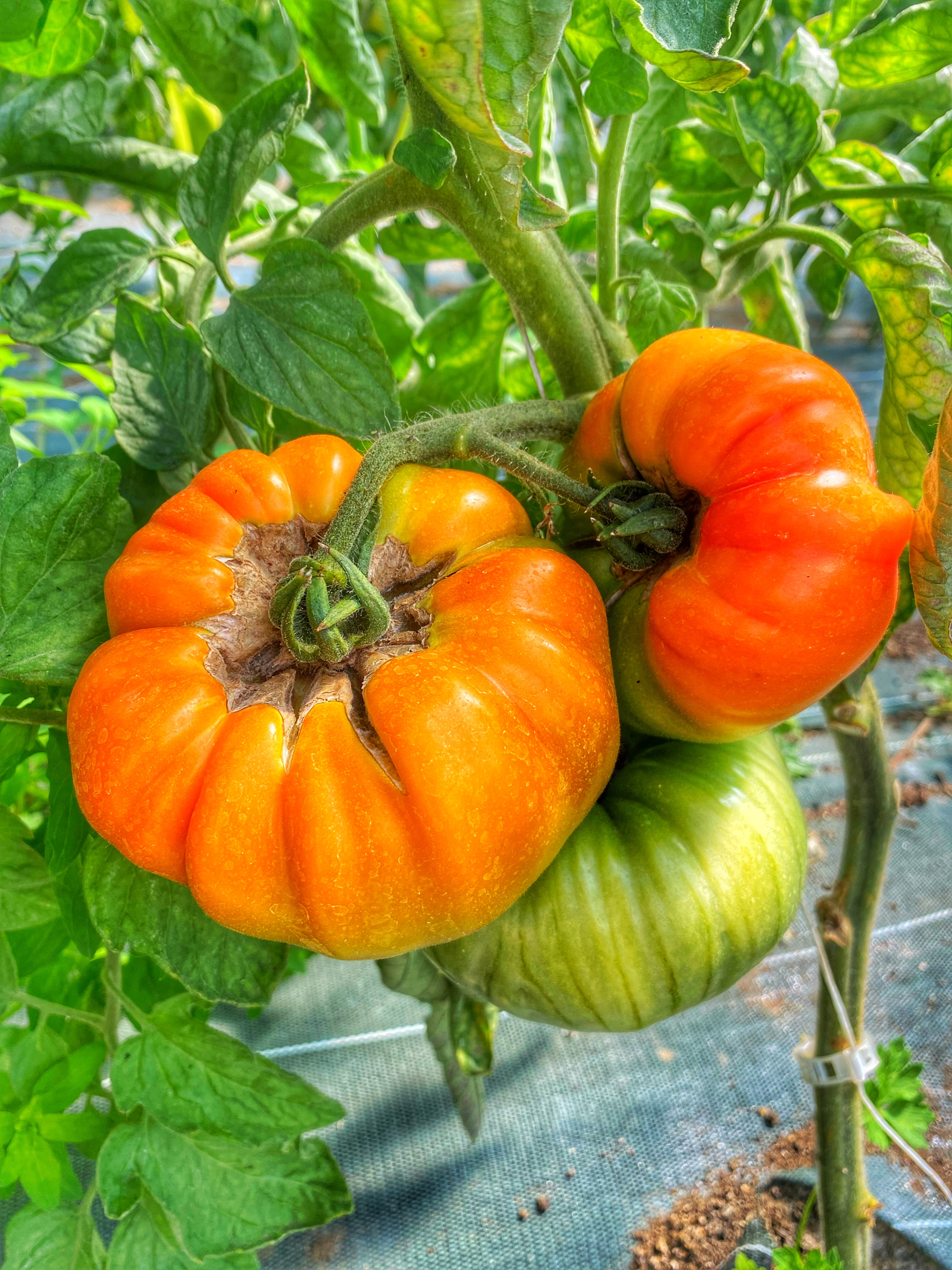 Plants De Tomates Ananas