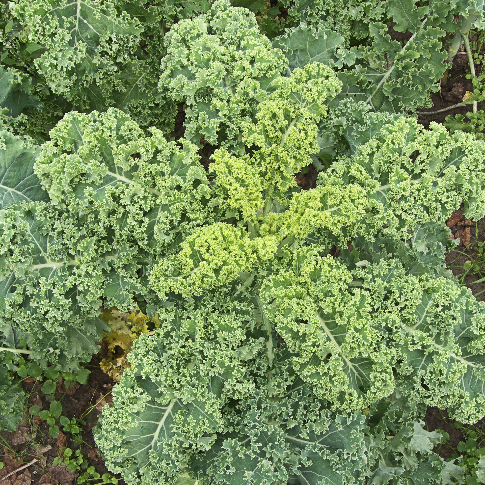Chou kale