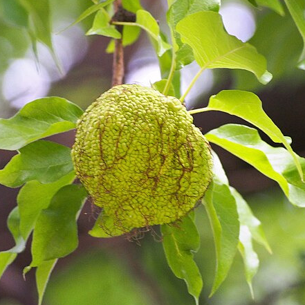 Oranger des osages - pot 2,5L