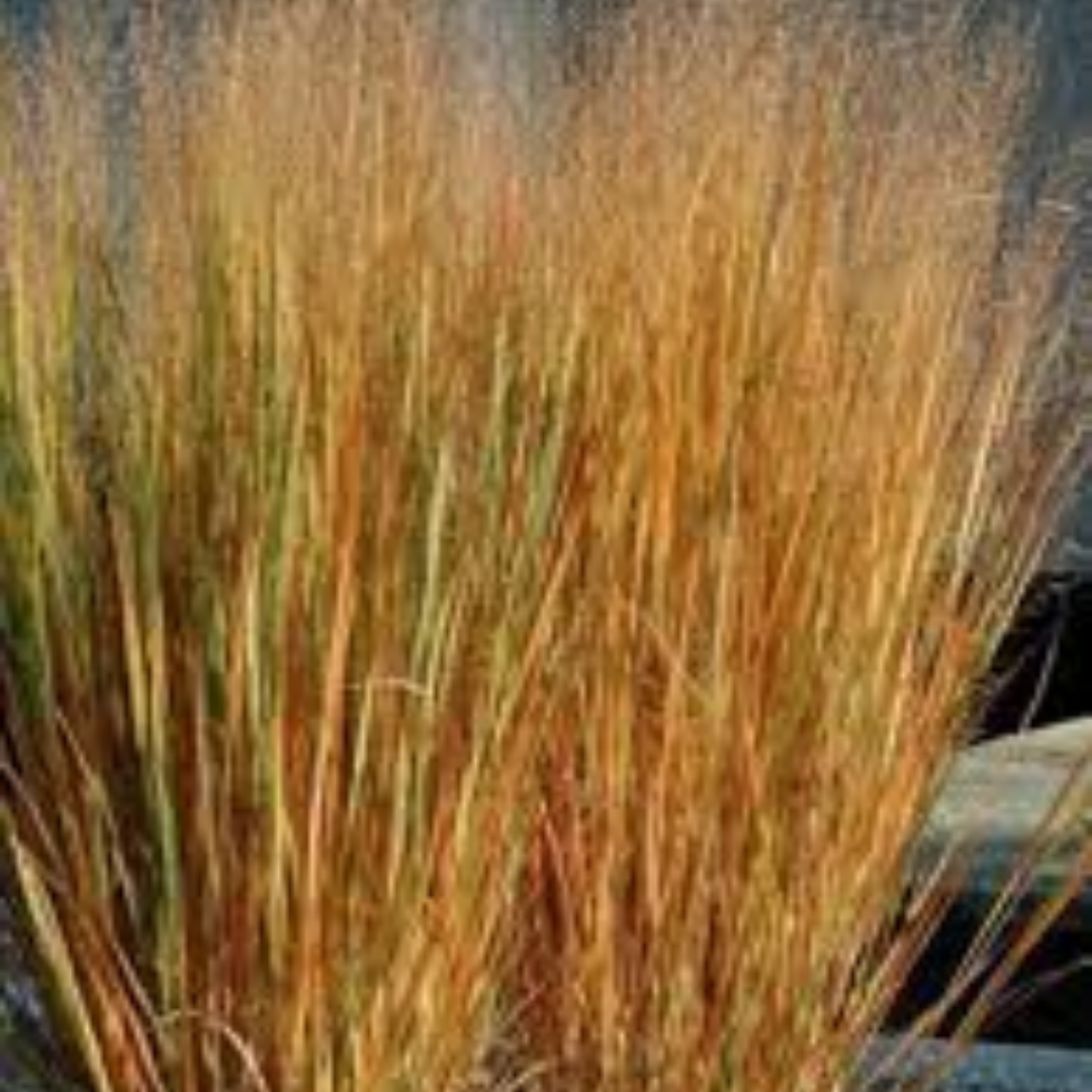 Panicum virgatum ‘Northwind’