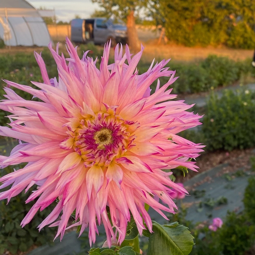 Dahlias déco mix (botte de 10)