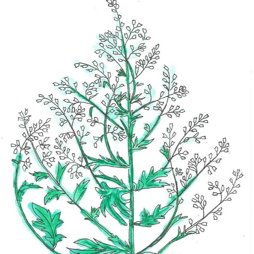 Armoise commune - 30ml