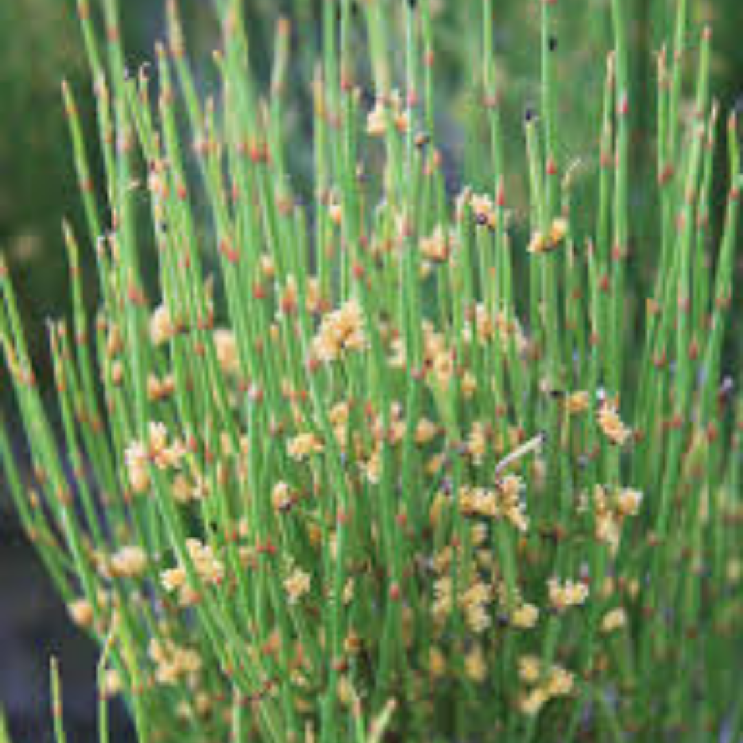 Ephedra viridis
