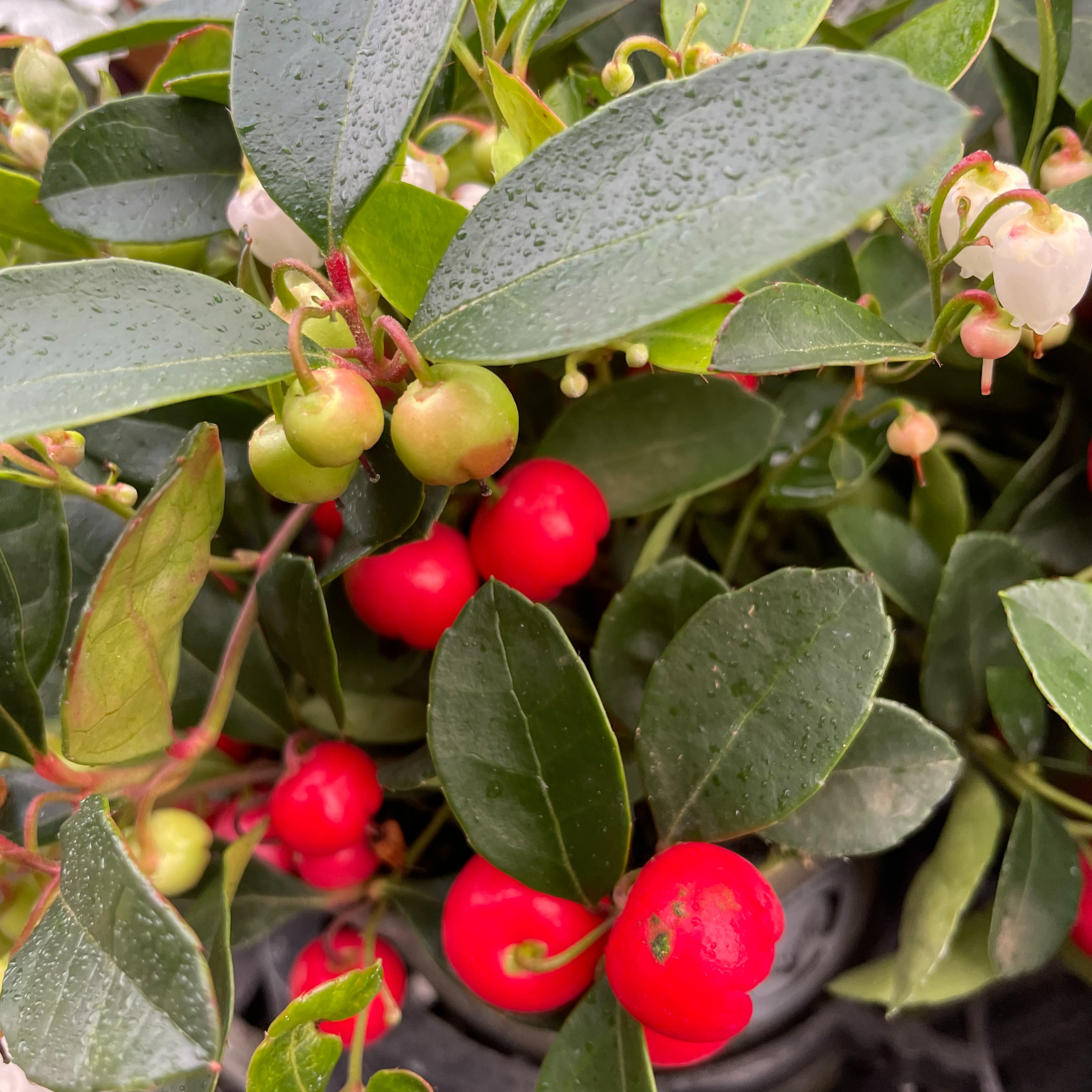 Gaultheria procumbens 'Big Berry'