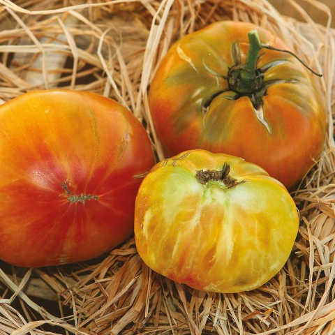 Plant Tomate Ananas - 300g