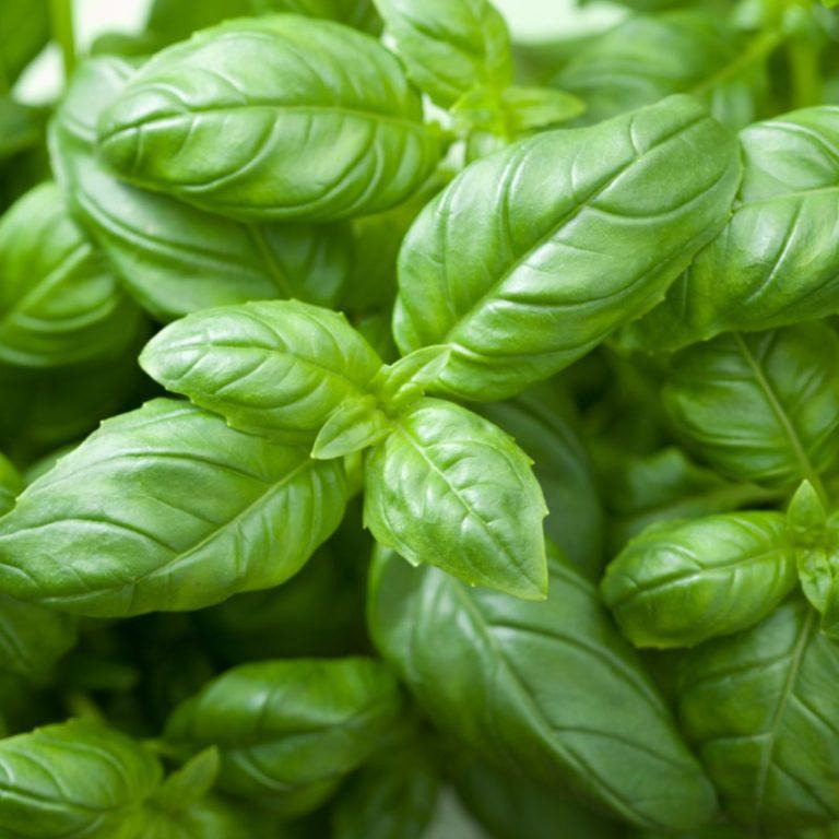 Plant - Aromatique / Basilic vert