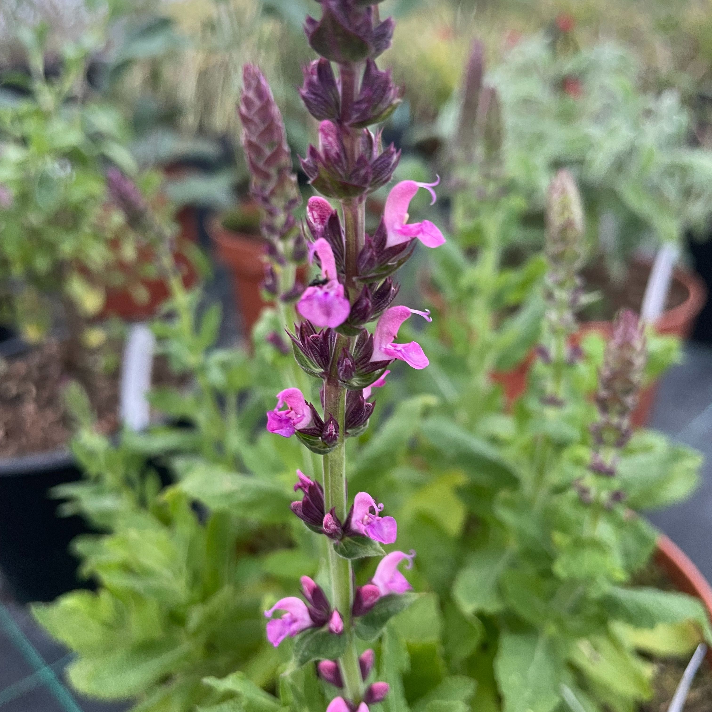 Salvia nemorosa 'Rose Queen'