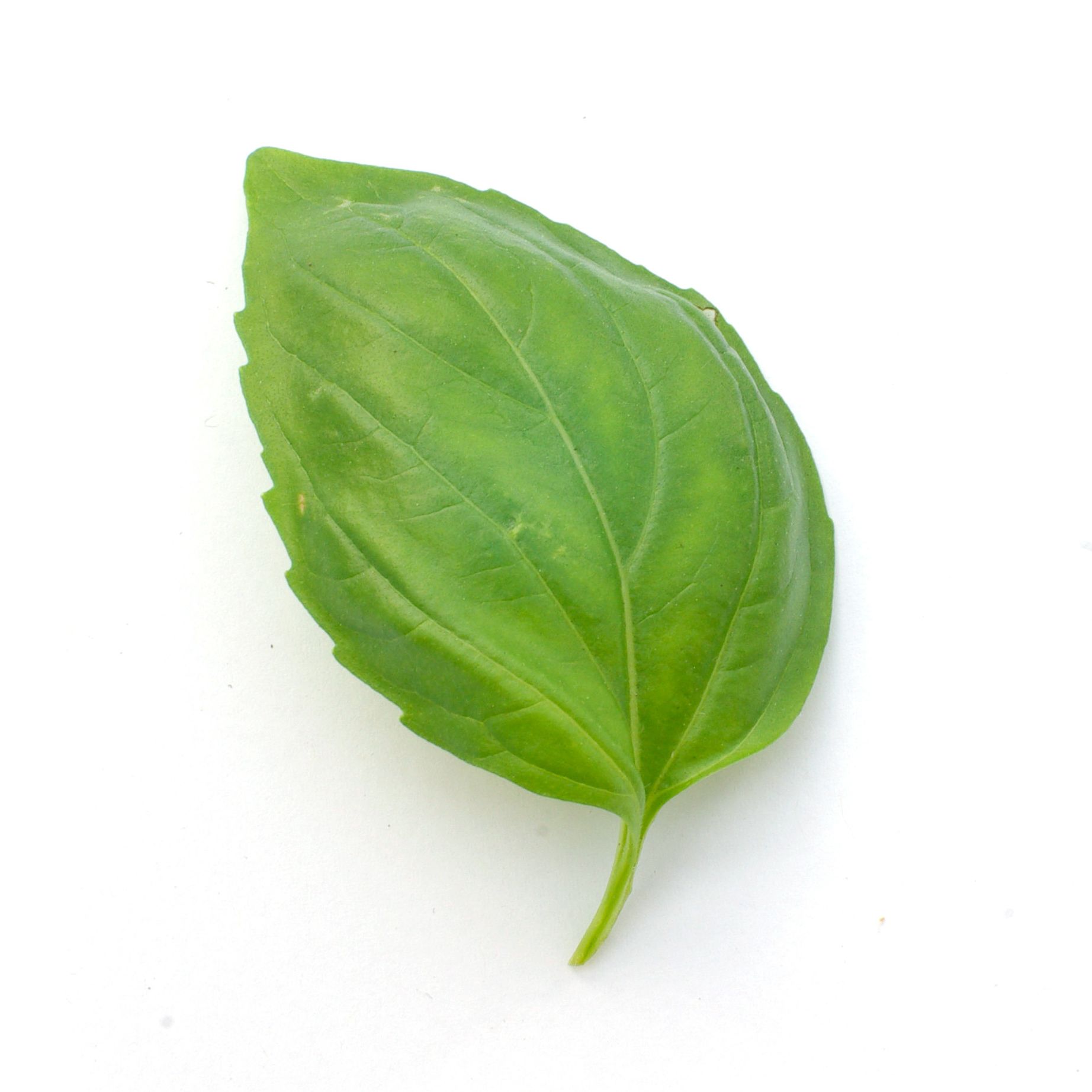 Basilic vert vrac