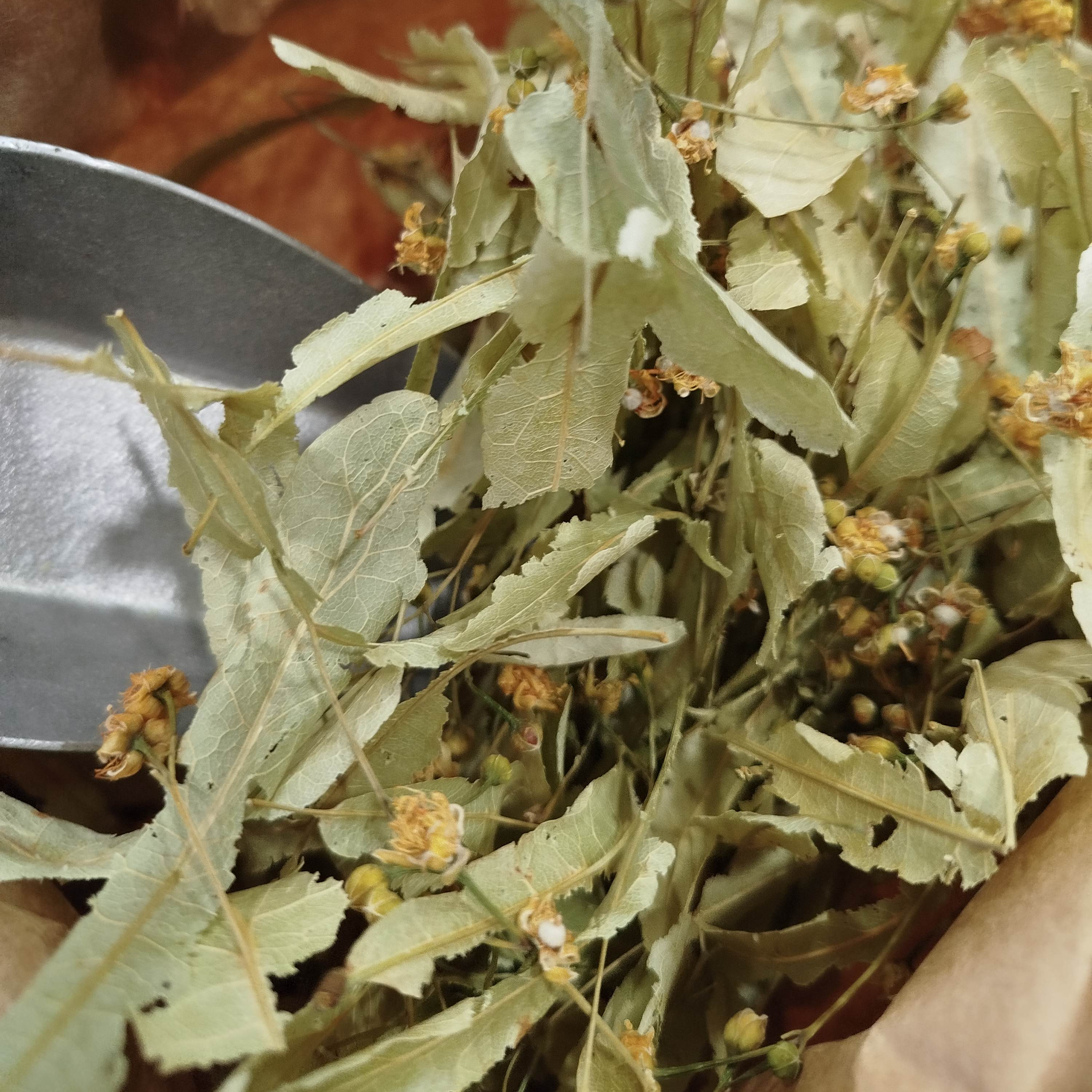 Tilleul bractée et fleur