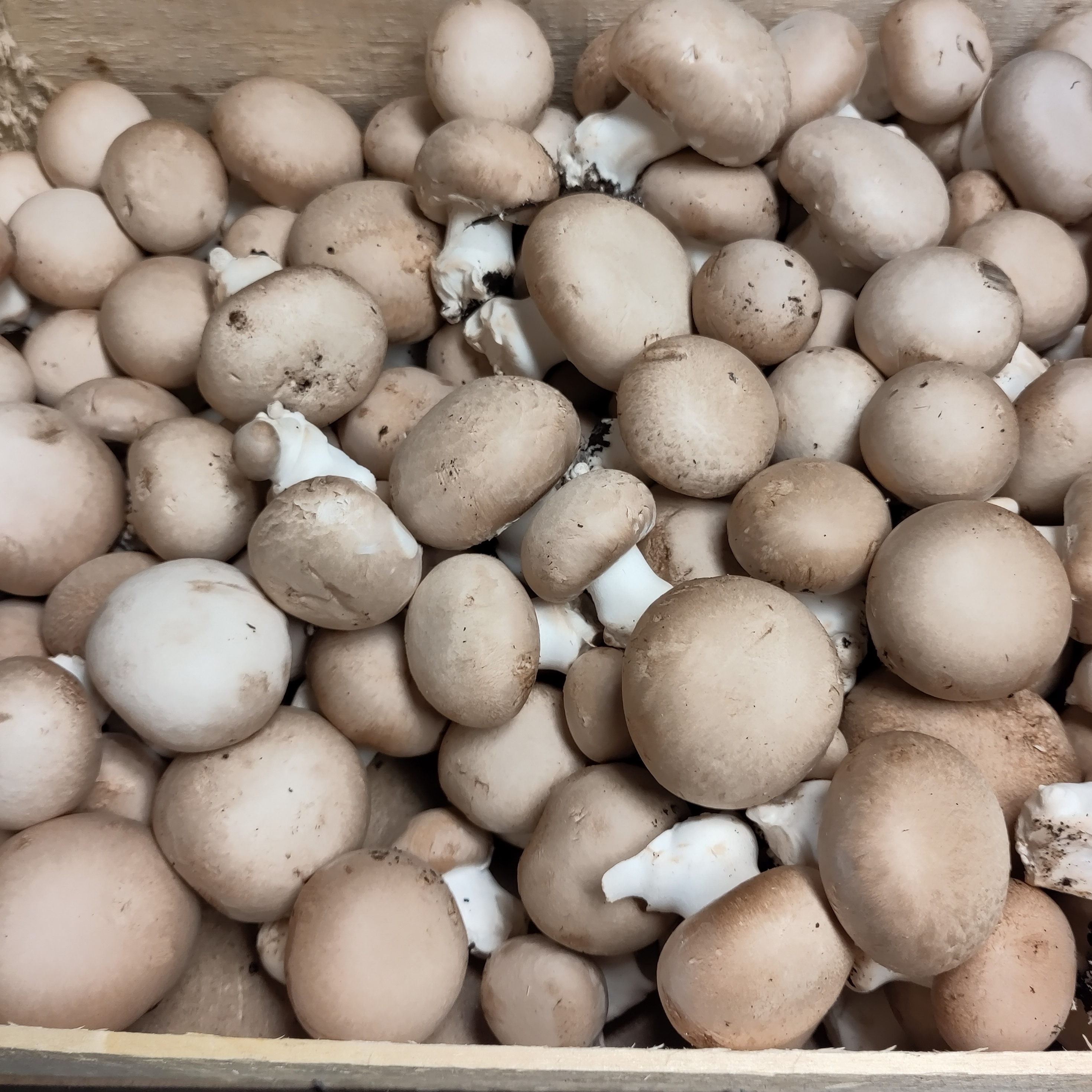 Champignon  Brun BIO