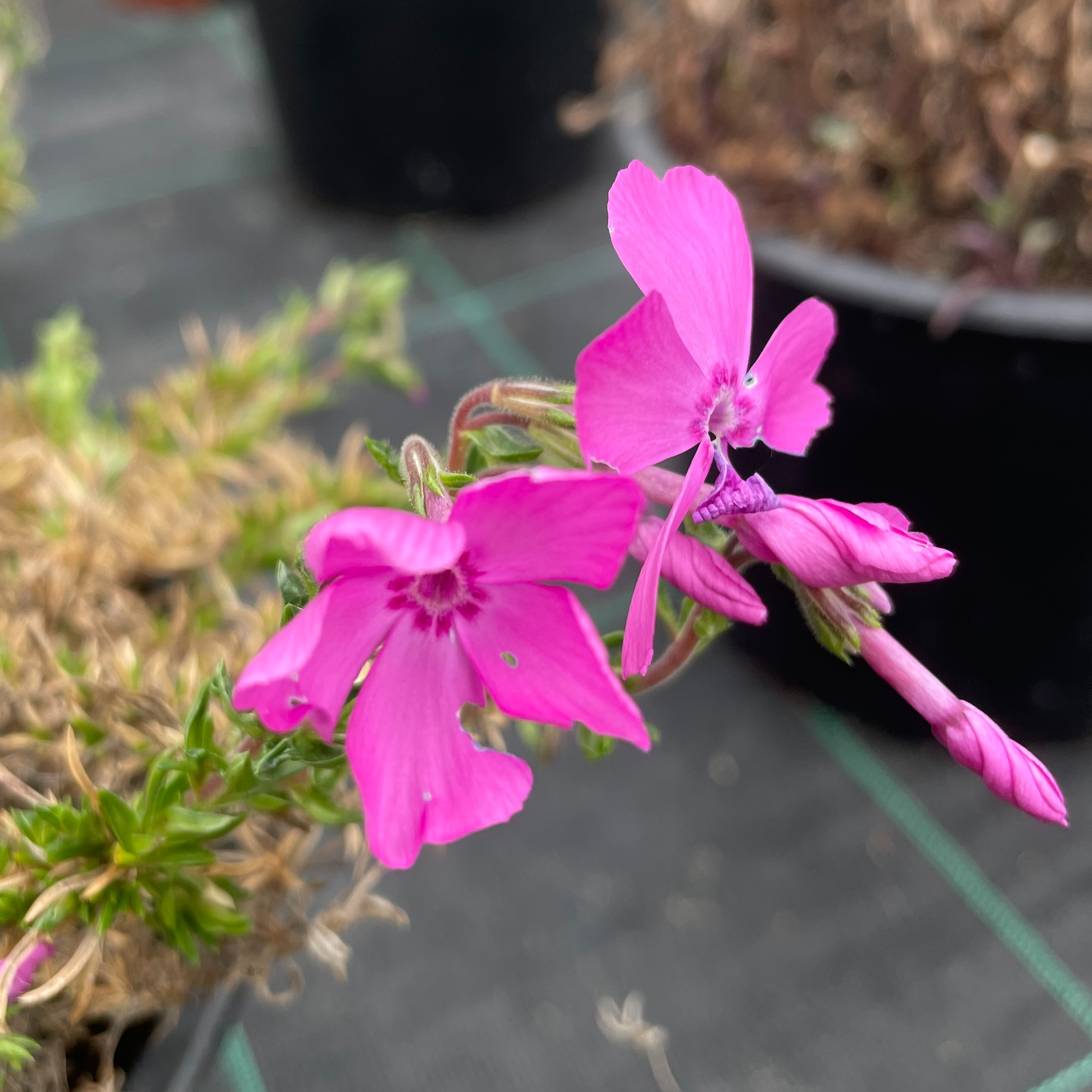 Phlox subulata