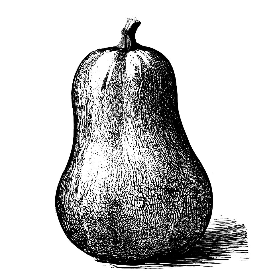 Courge Butternut  +- 1,5kg - 1 pièce