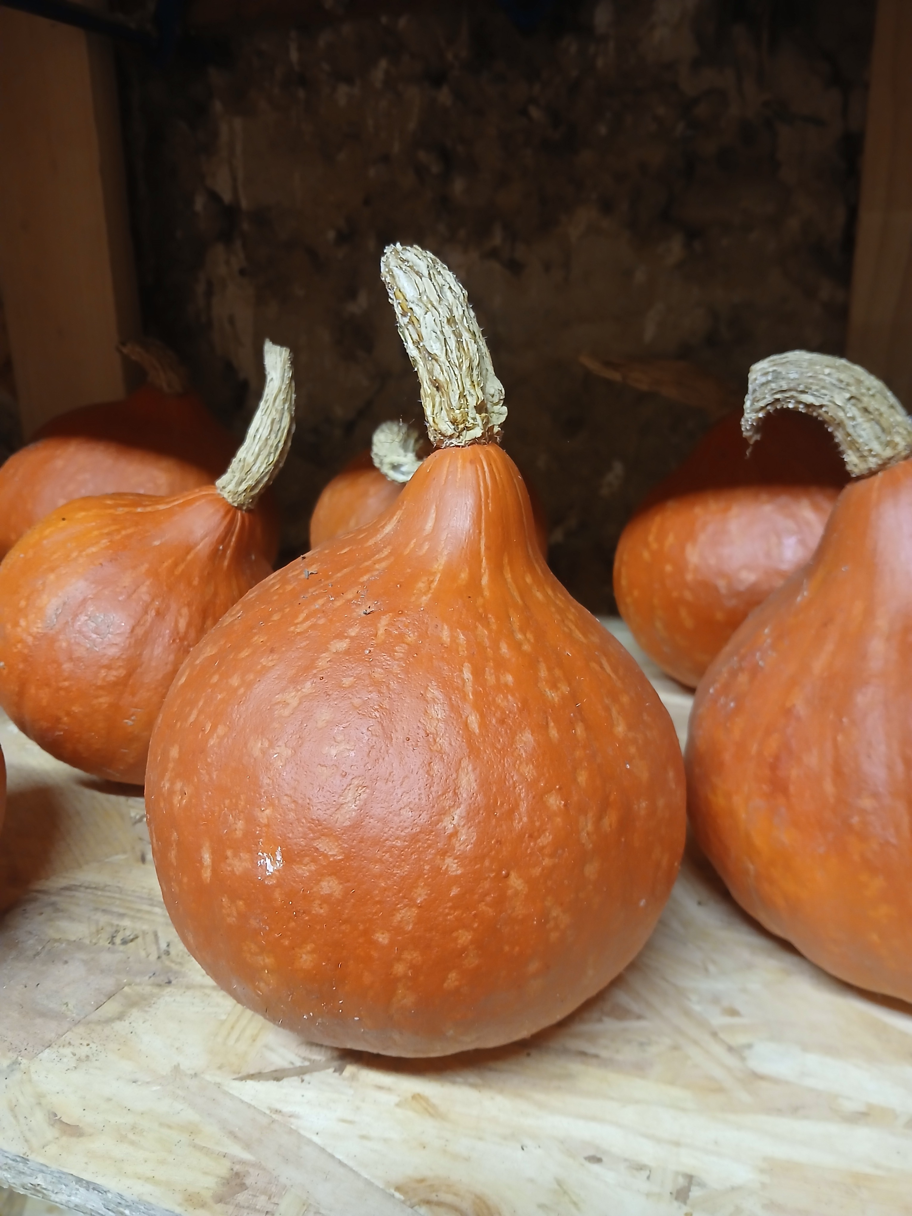 Potimarron orange Fictor - 1kg