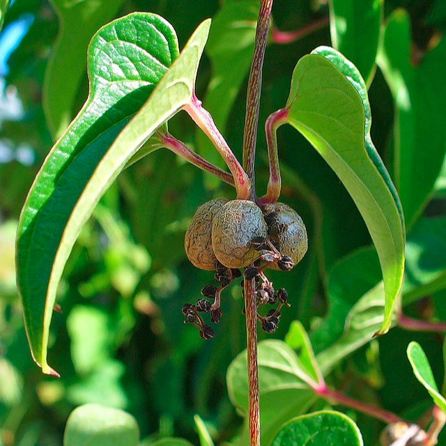 Igname de Chine - pot 1L