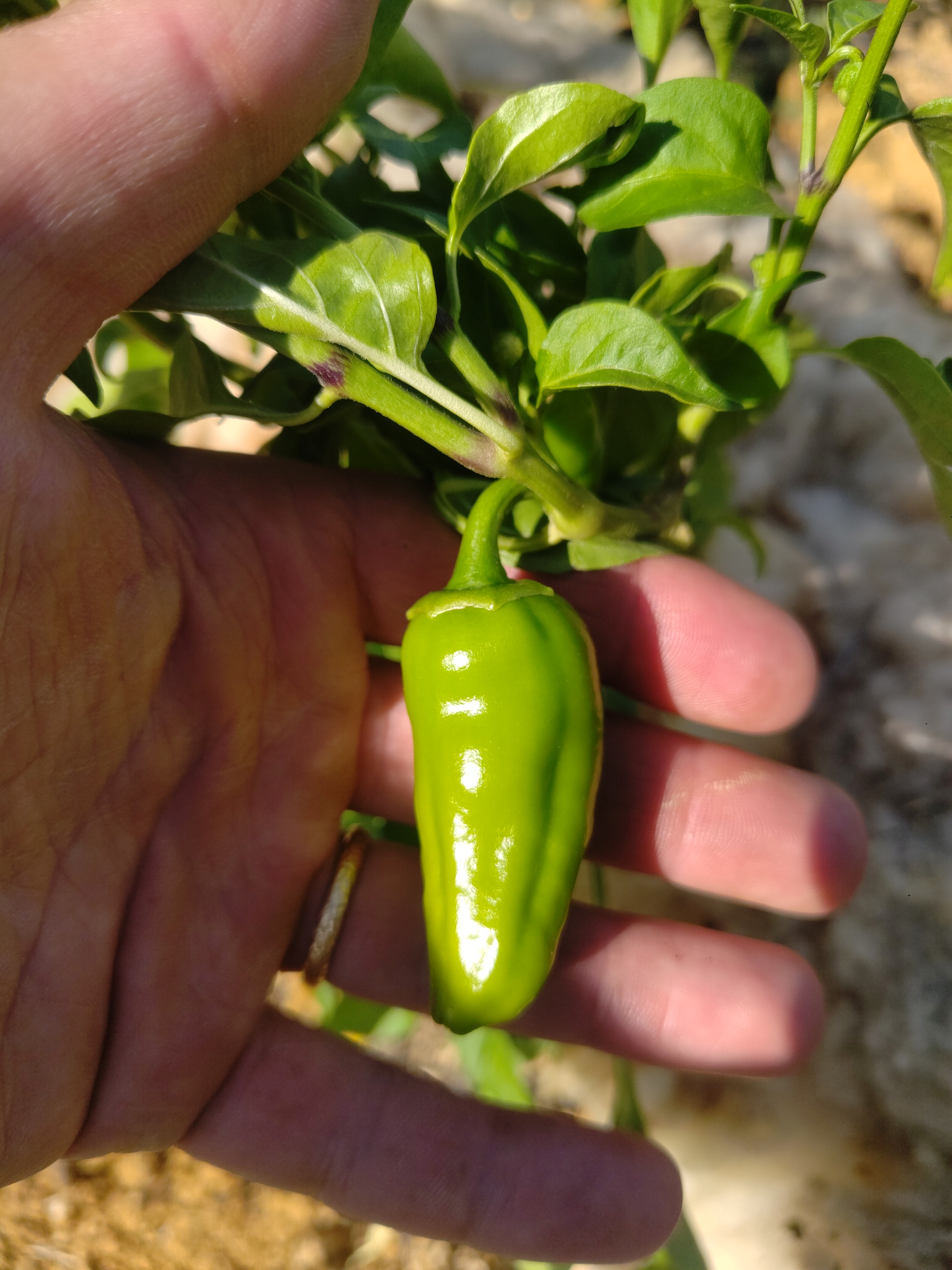 Padròn ( mini poivrons )