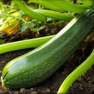 Courgettes / Pièces