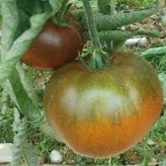 Tomates "Kakao" Le Kg (origine: La Cueillette 59 France)