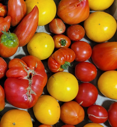 Tomate Ancienne 1 KG