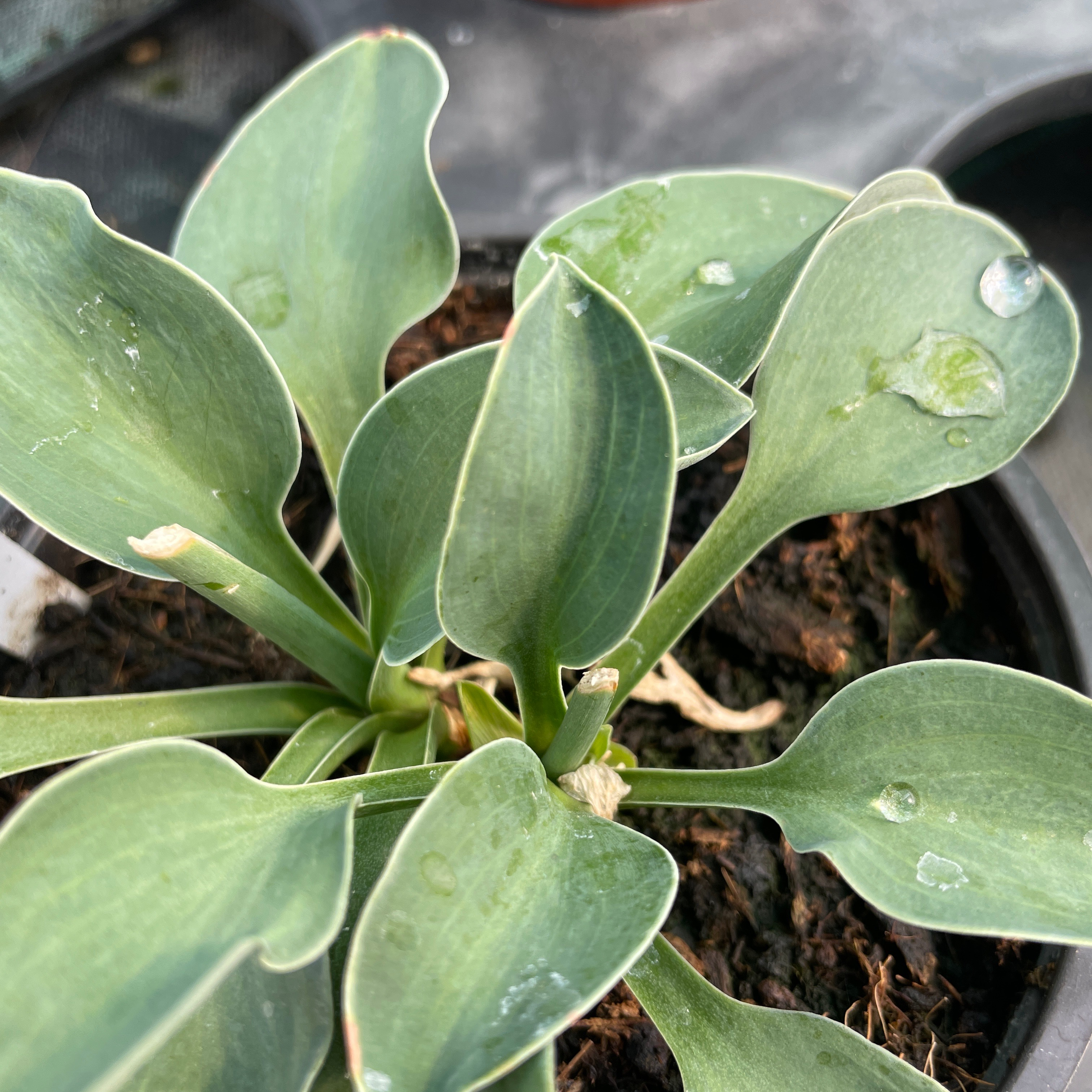 Hosta 'Blue Mouse Ears'