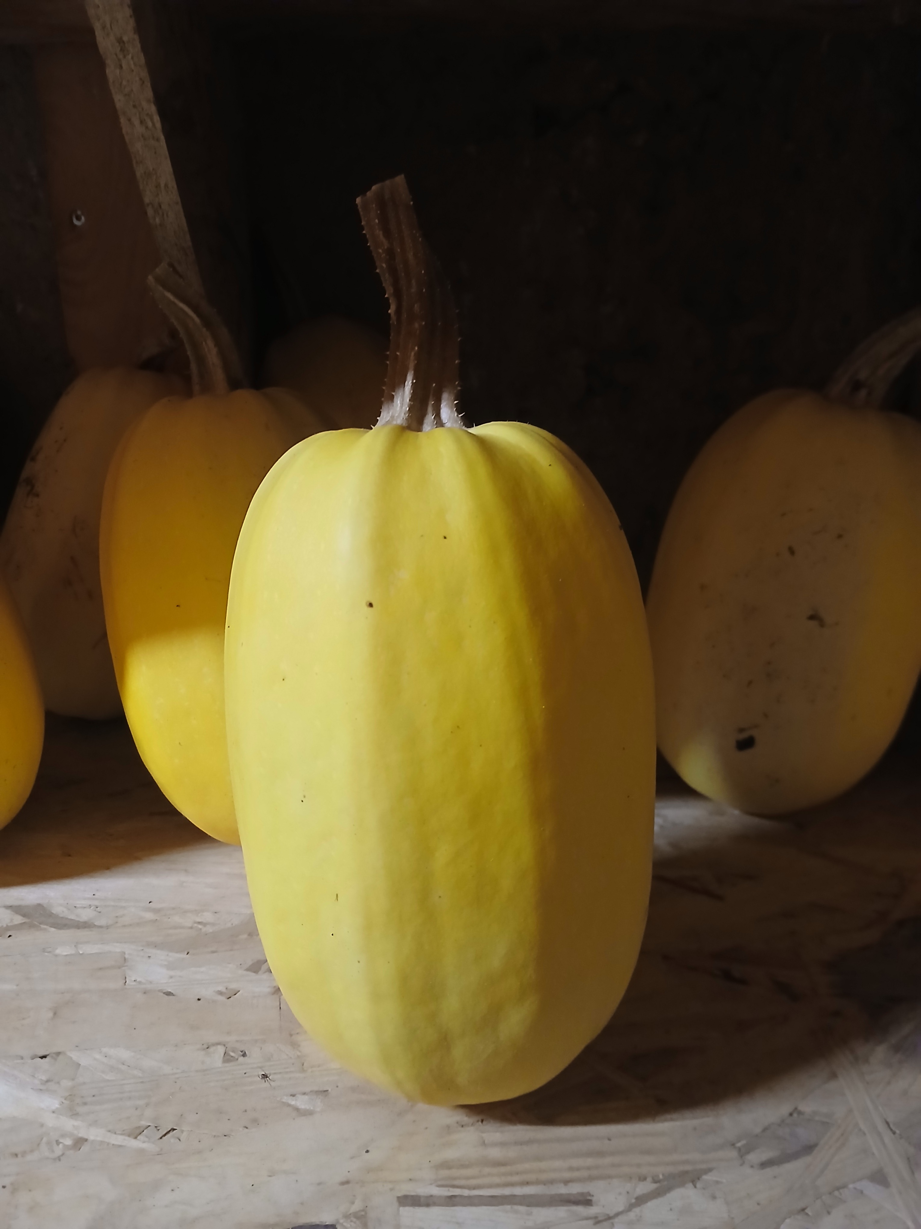 Courge spaghetti - 2kg