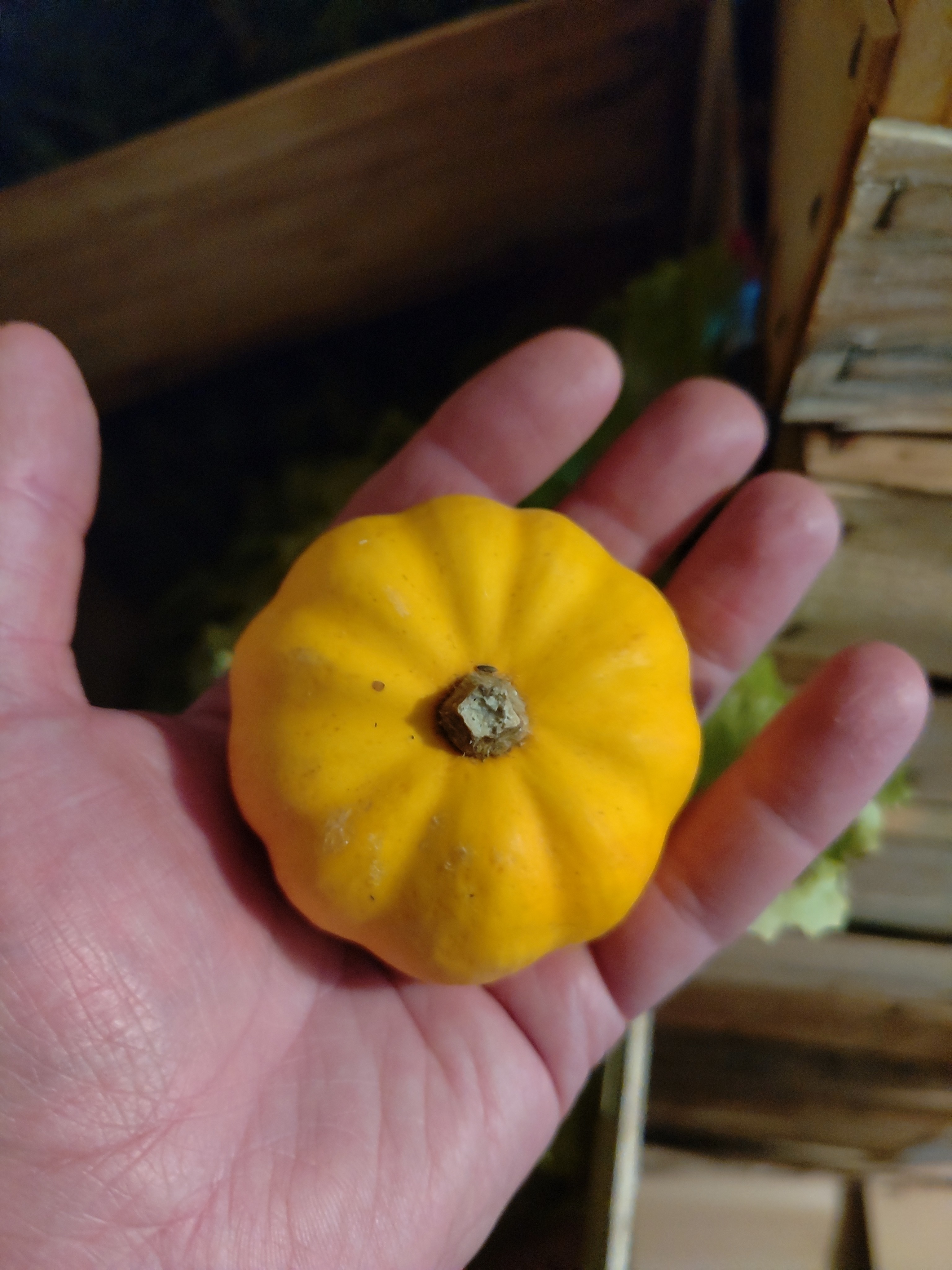 Courge " Jack be little"