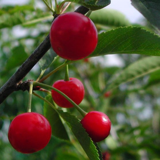 Cerisier - Prunus avium "Griotte du Nord"