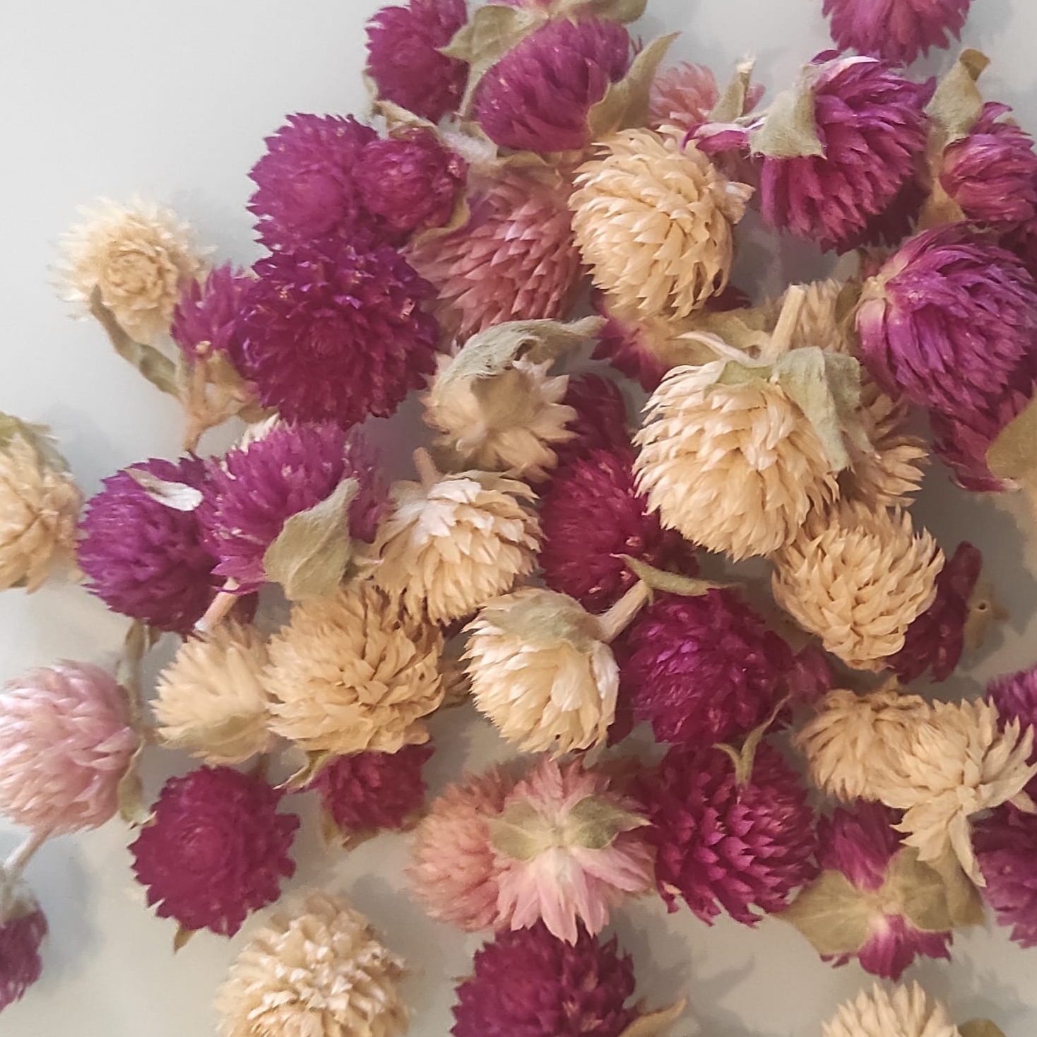 Boutons fleurs séchées