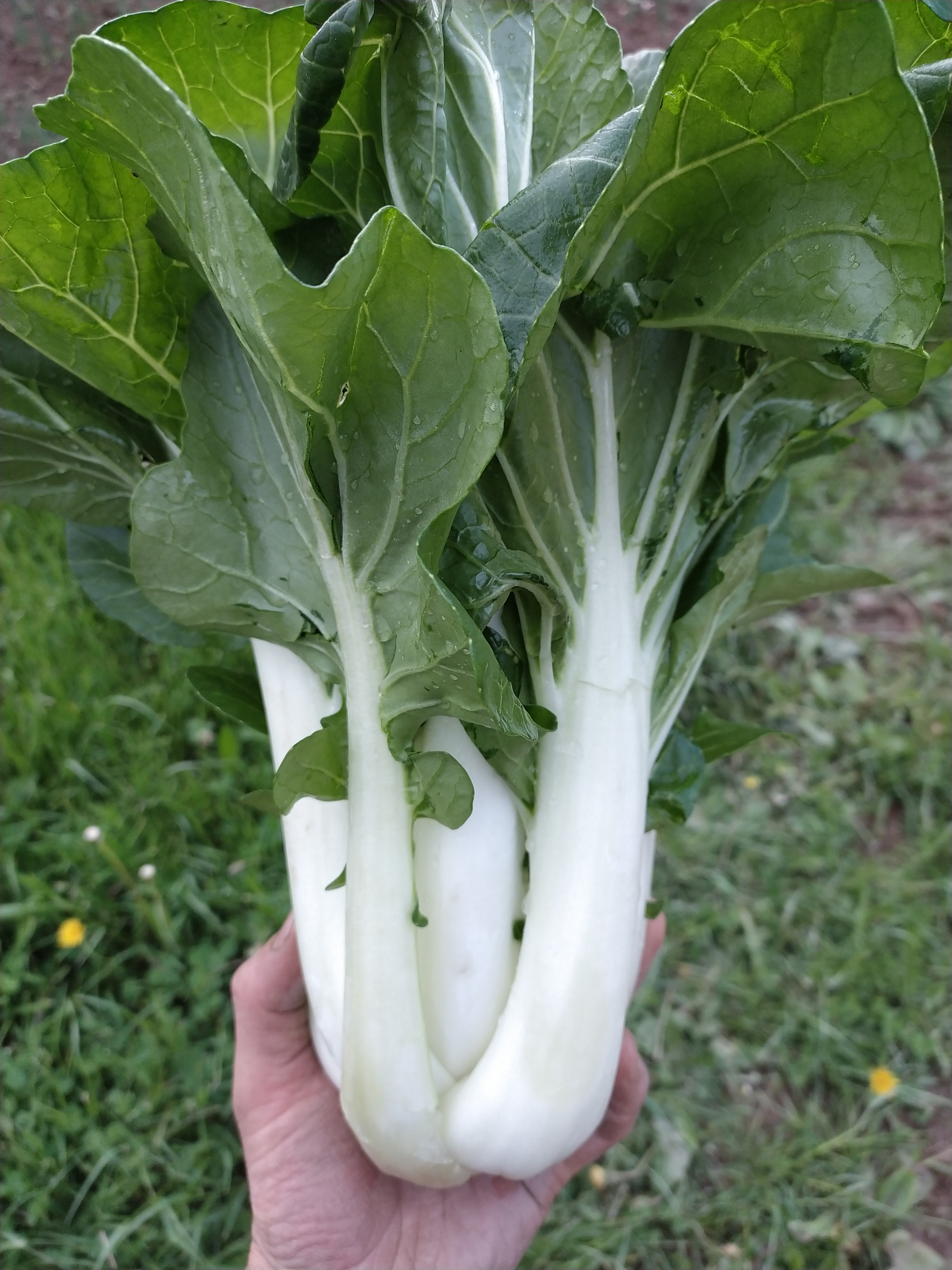 Pak choï - 500g