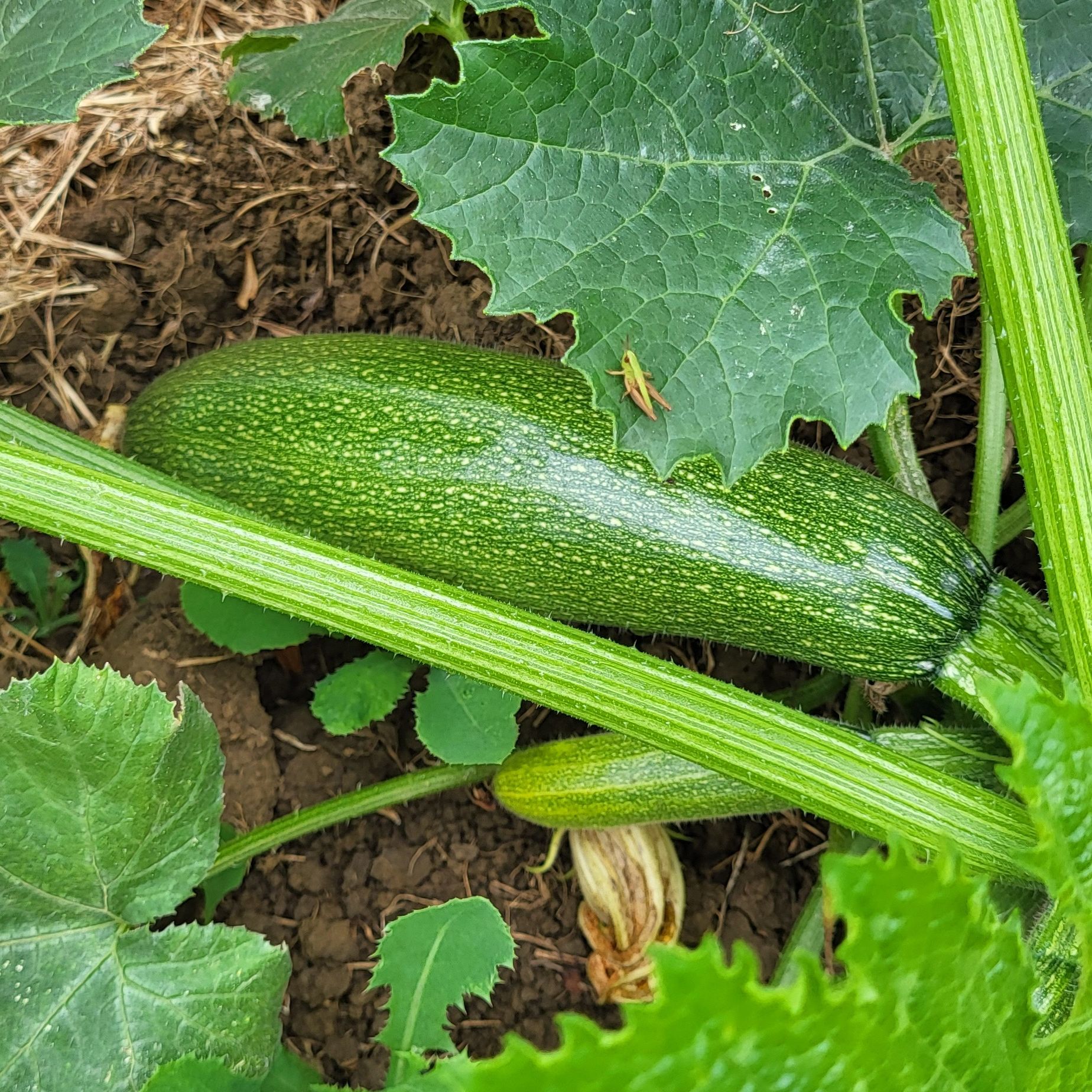Courgettes vertes - 400g