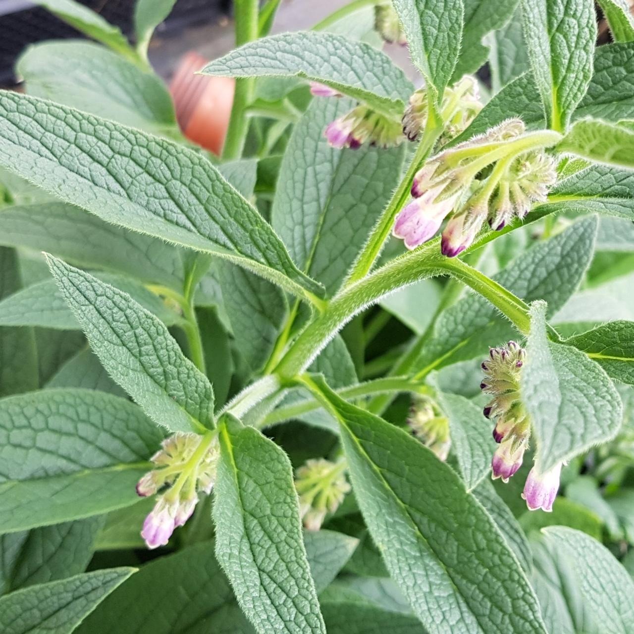 Consoude 'Bocking 14’ Pot 9cm