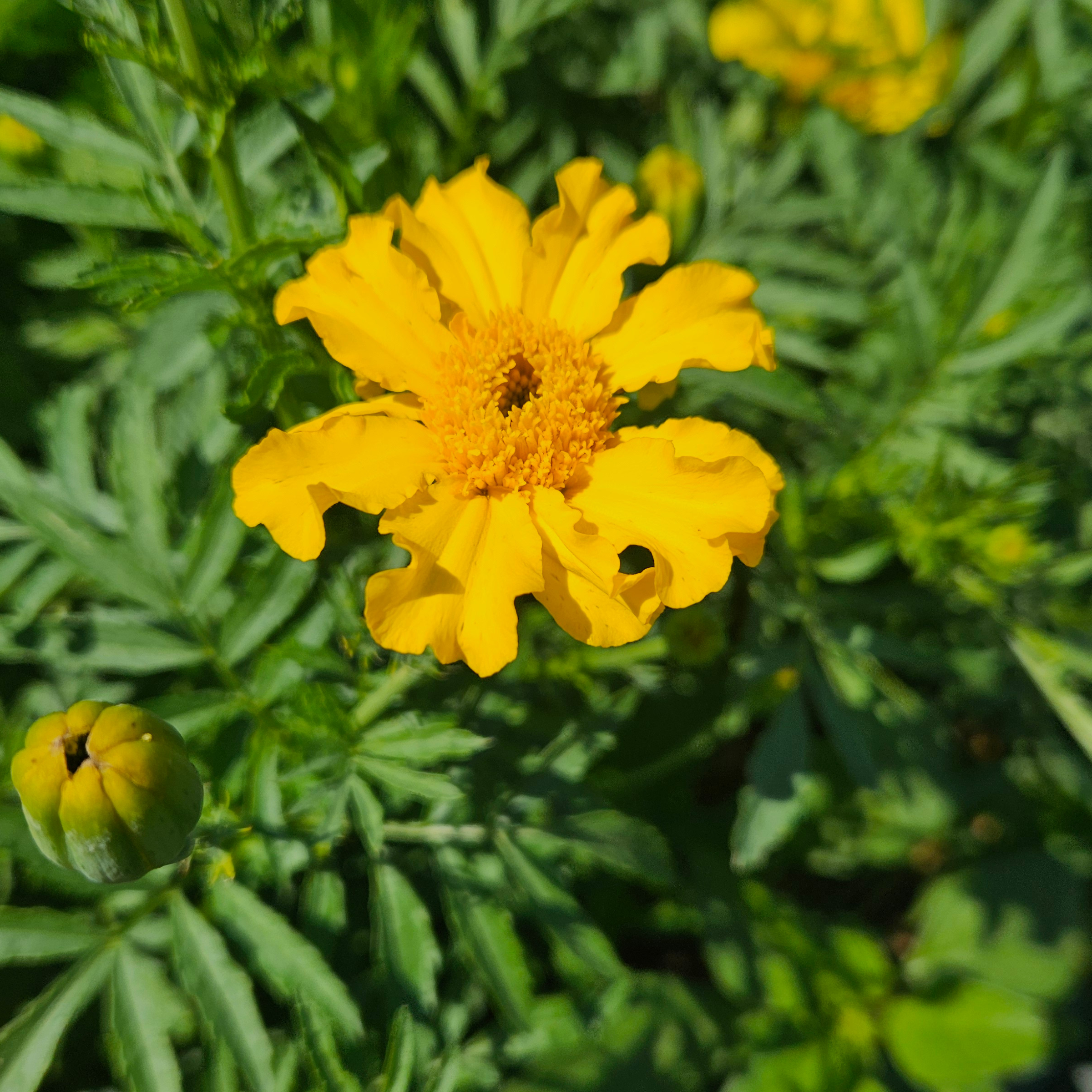 Tagete Fleurs
