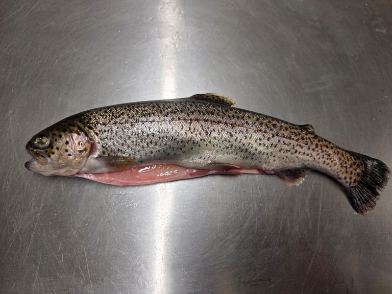 Truite arc en ciel portion éviscérée - 250g