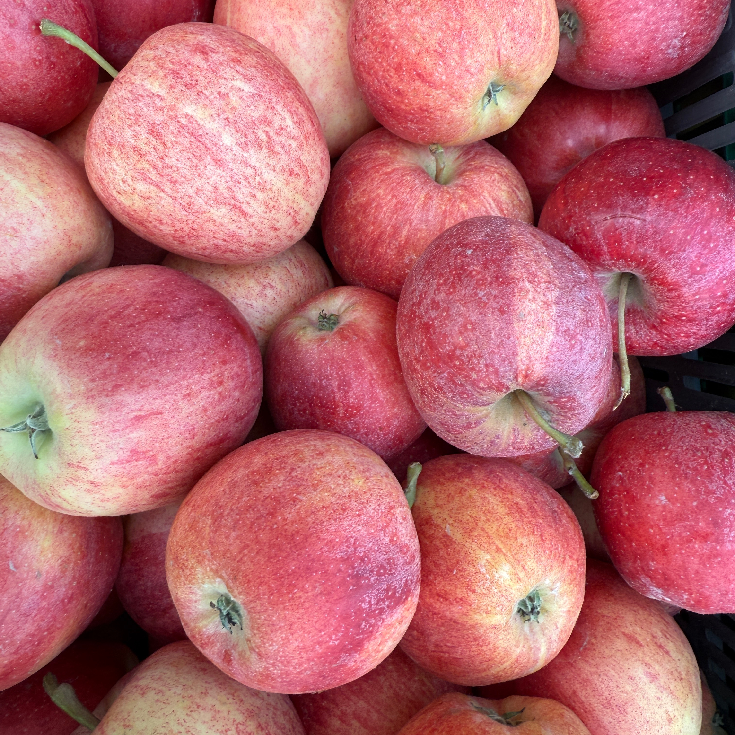 Pomme royal gala - 13kg