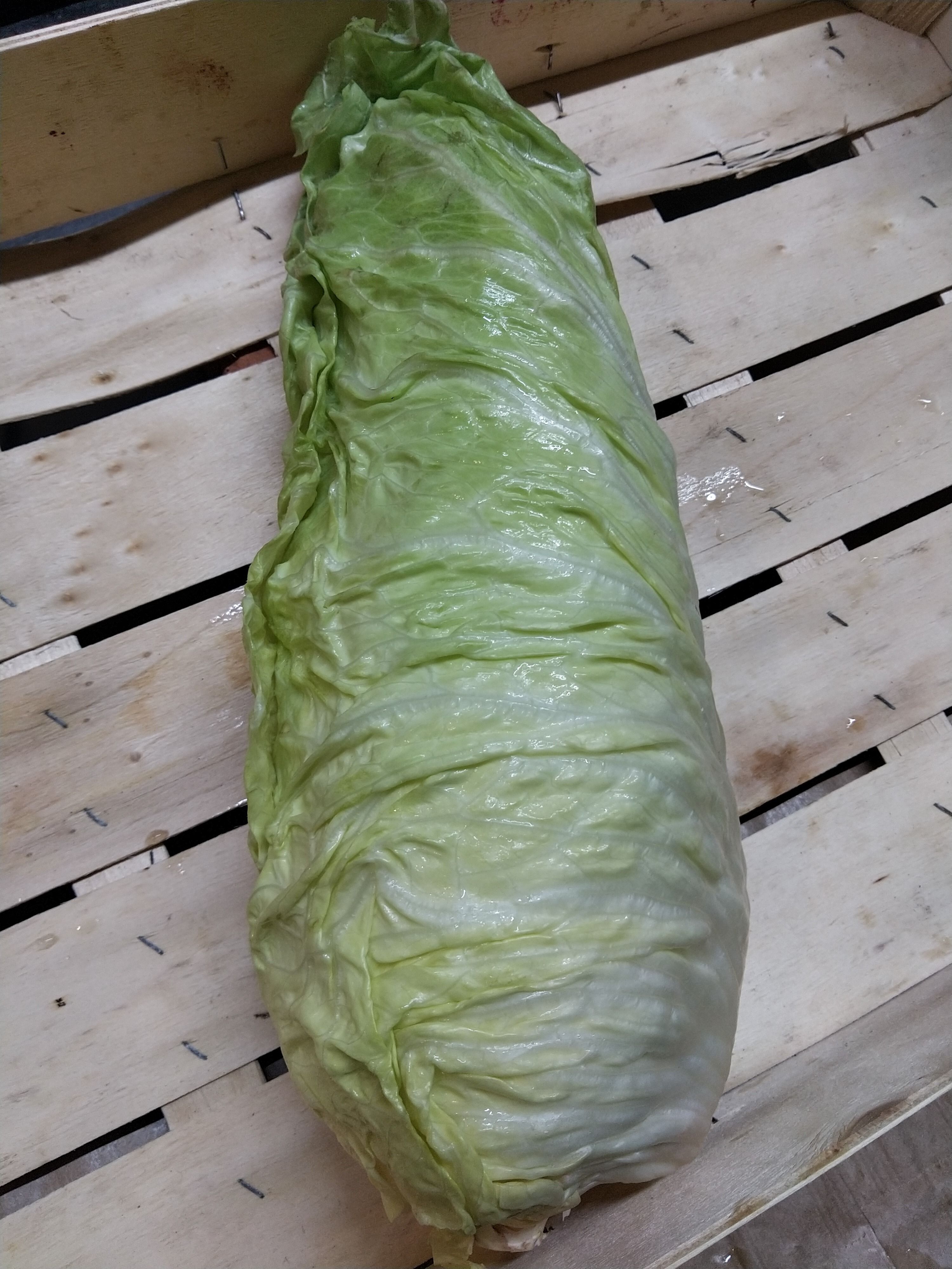 Chicorée Pain de Sucre - 1kg